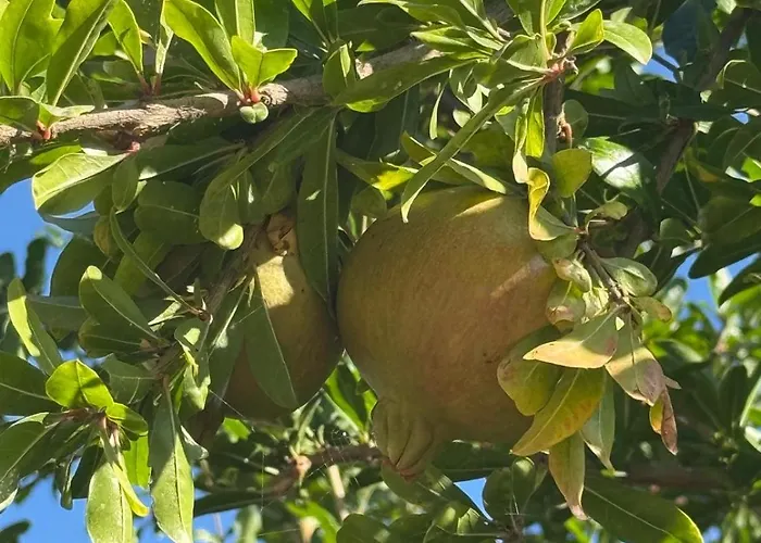 מלון Kapahi